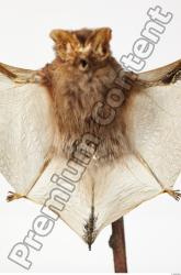 European Bat - Barbastella barbastellus